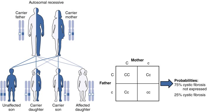 Punnett square for tay sachs