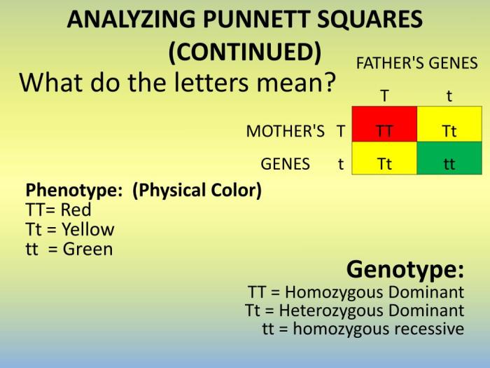 Punnett square