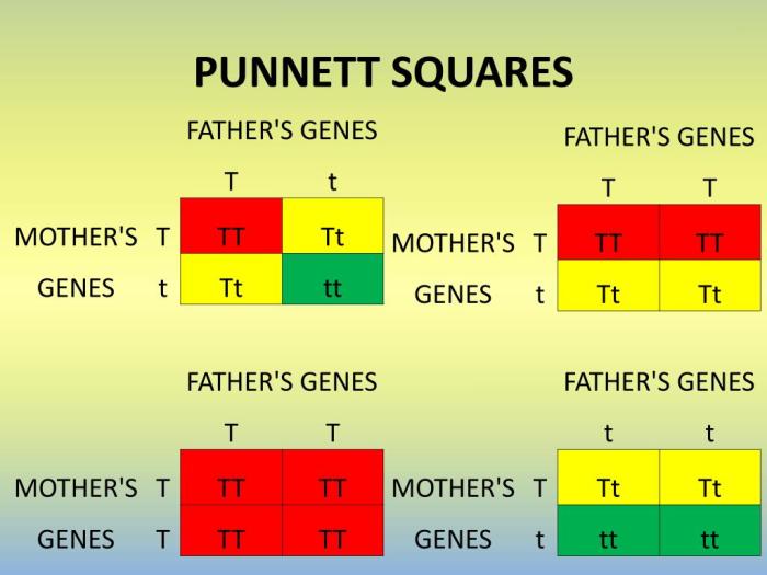 Punnett square squares bb dominant heterozygous trait letter topics tay sachs gene autosomal disease recessive genetics alleles emaze abbreviations two