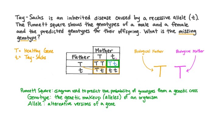 Punnett square for tay sachs