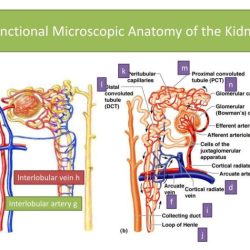 Functional microscopic anatomy of the kidney and bladder