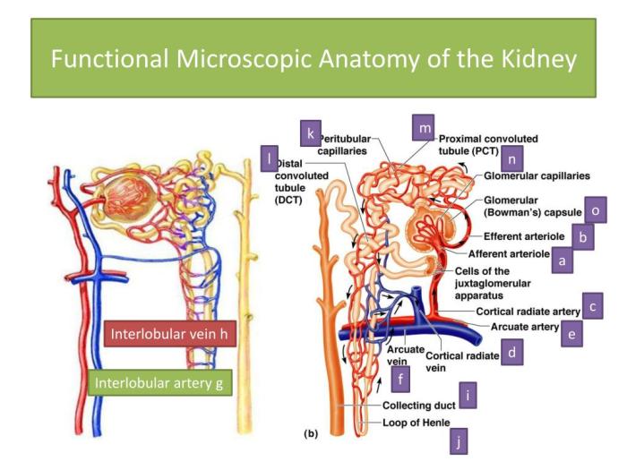 Functional microscopic anatomy of the kidney and bladder