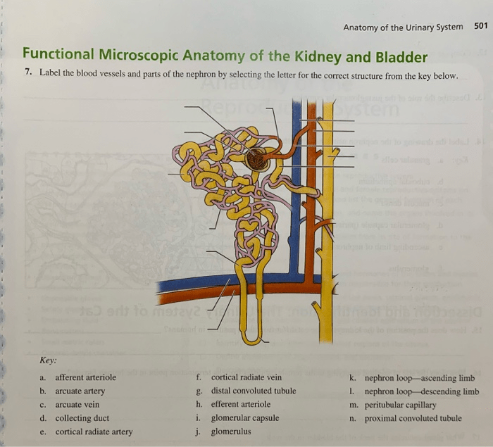 Kidney normal anatomy nephron medmovie unit gross medulla cortex functional pricing request stock called