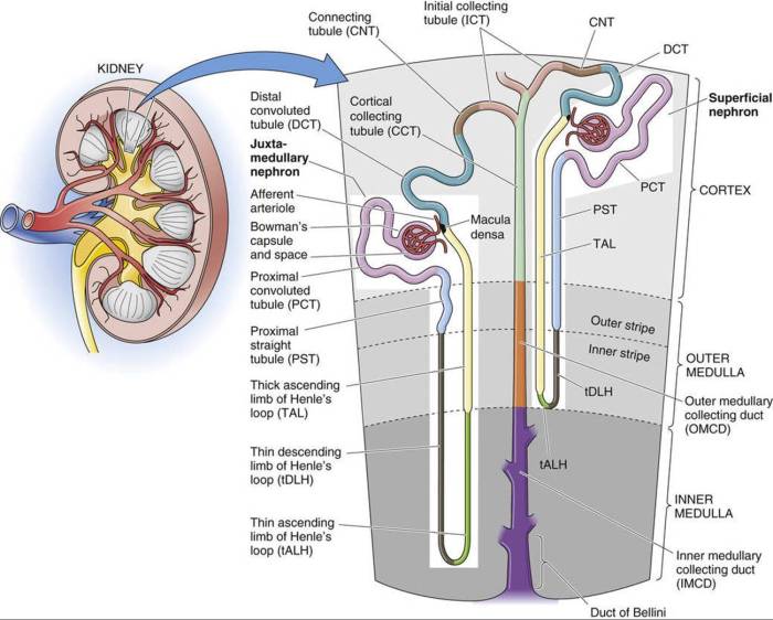 Functional microscopic anatomy of the kidney and bladder